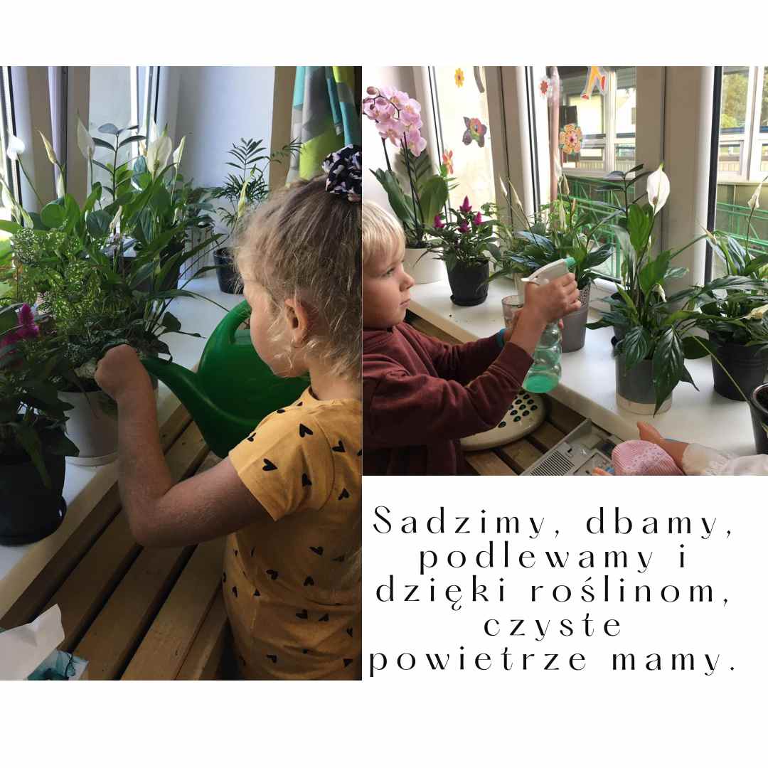 przedszkolaki dbają o rośliny